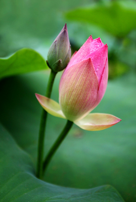 Triển lãm “Sen Việt – Đời Sen 17”